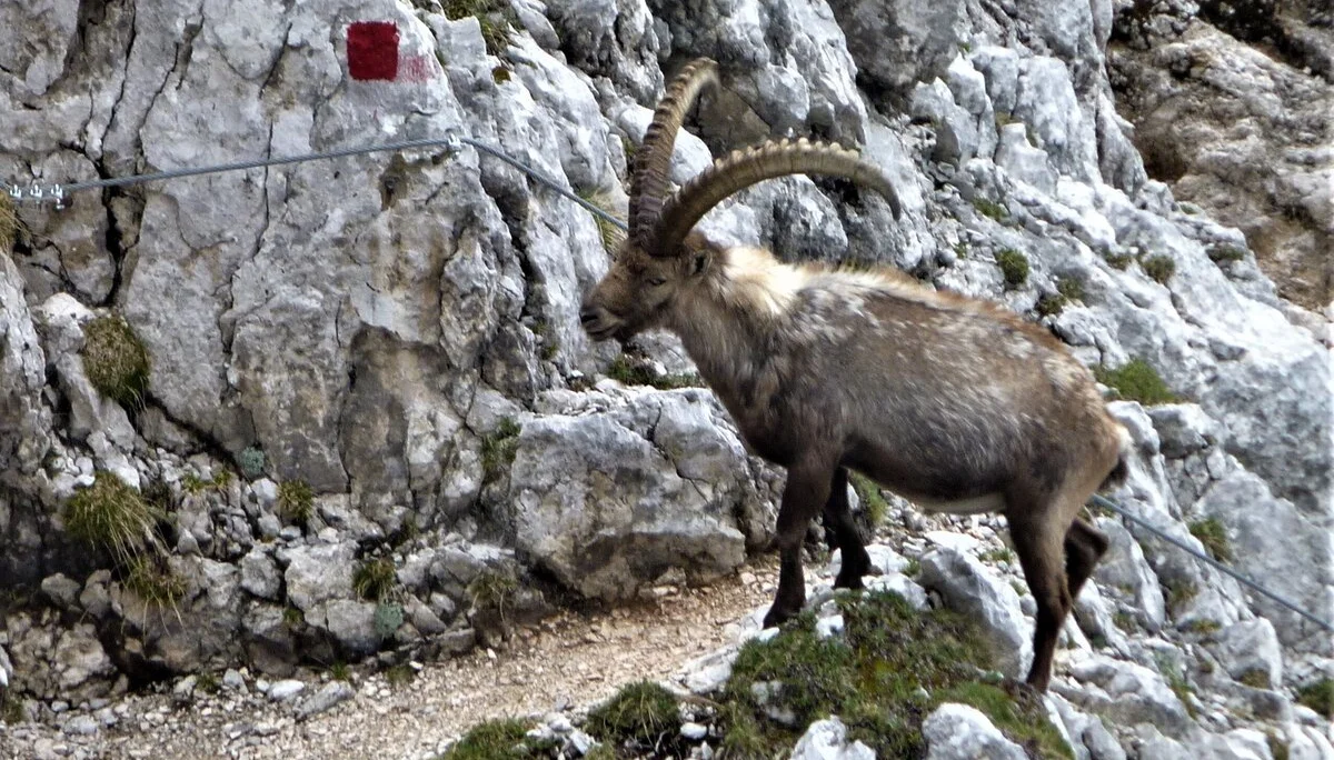Ein Steinbock steht neben einem mit rotem Punkt markierten Wanderweg im felsigen Gelände. | © DAV Dortmund