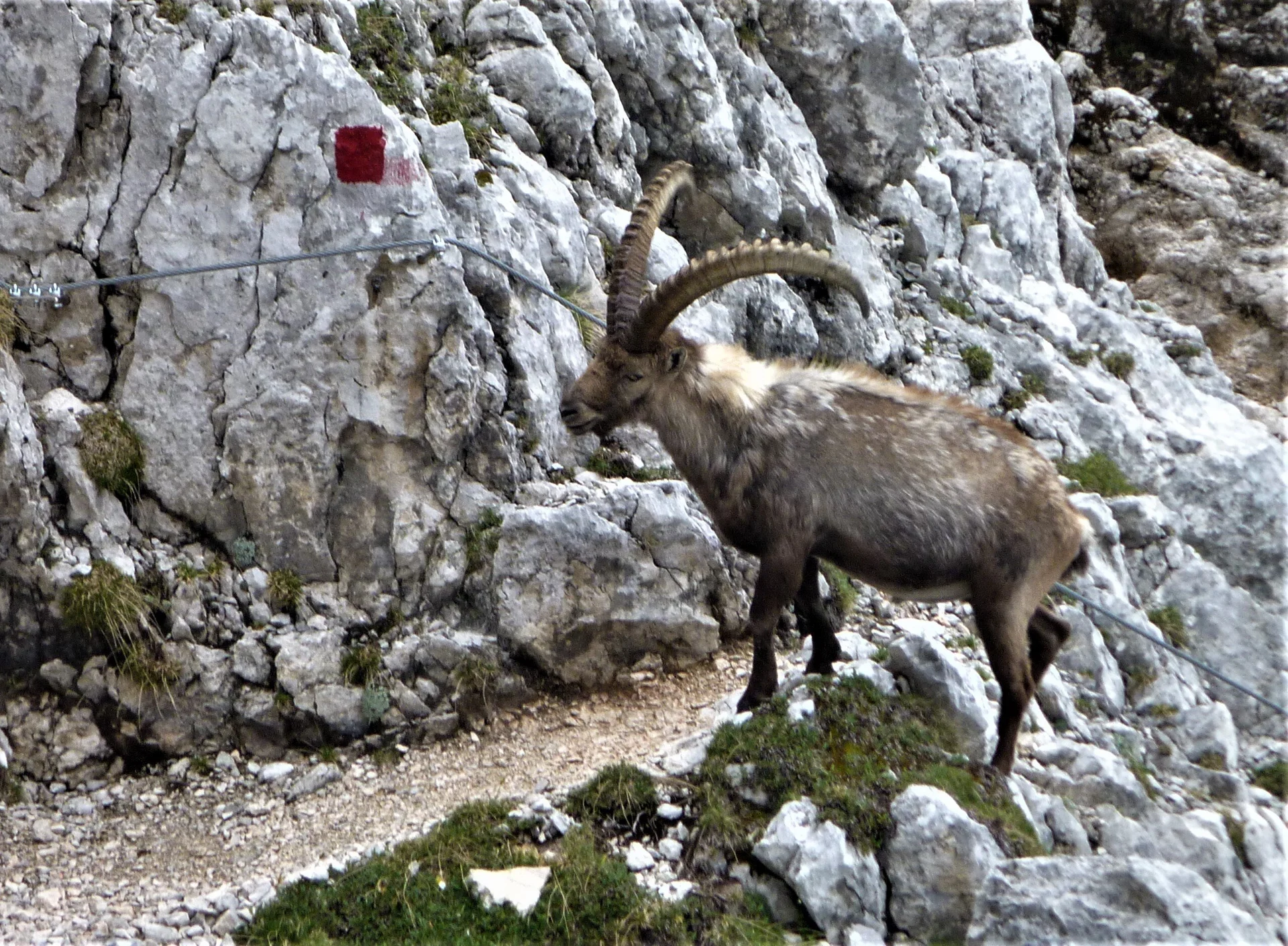 Ein Steinbock steht neben einem mit rotem Punkt markierten Wanderweg im felsigen Gelände. | © DAV Dortmund
