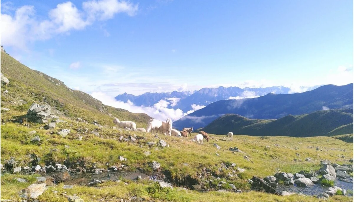 Eine Gruppe Ziegen grast auf einer grünen Almwiese mit Blick auf die umliegenden Berge und Wolken. | © DAV Dortmund
