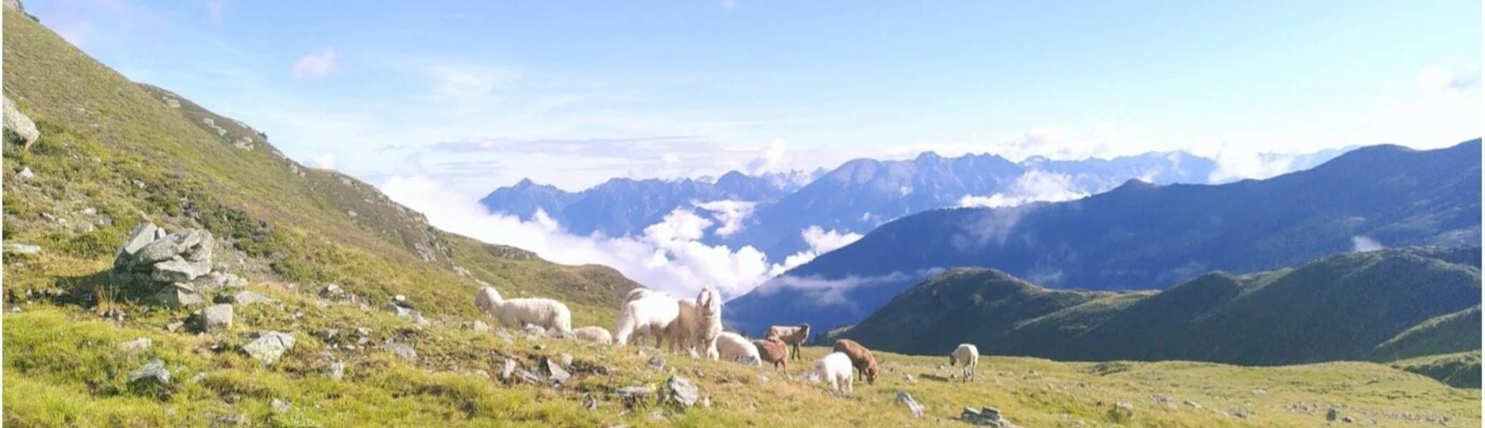 Eine Gruppe Ziegen grast auf einer grünen Almwiese mit Blick auf die umliegenden Berge und Wolken. | © DAV Dortmund