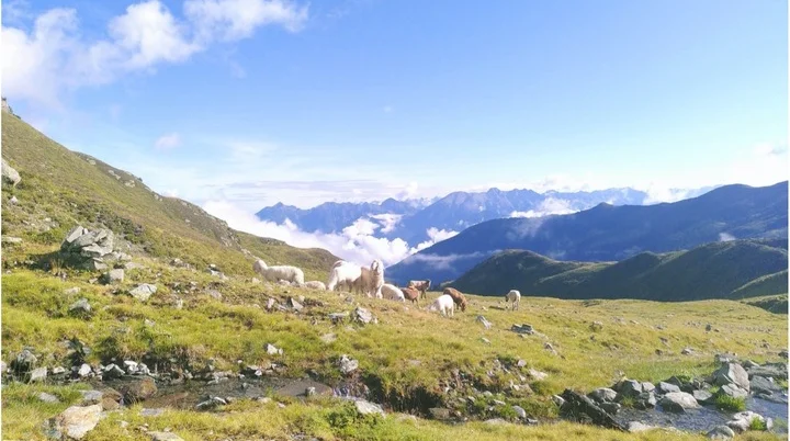 Eine Gruppe Ziegen grast auf einer grünen Almwiese mit Blick auf die umliegenden Berge und Wolken. | © DAV Dortmund