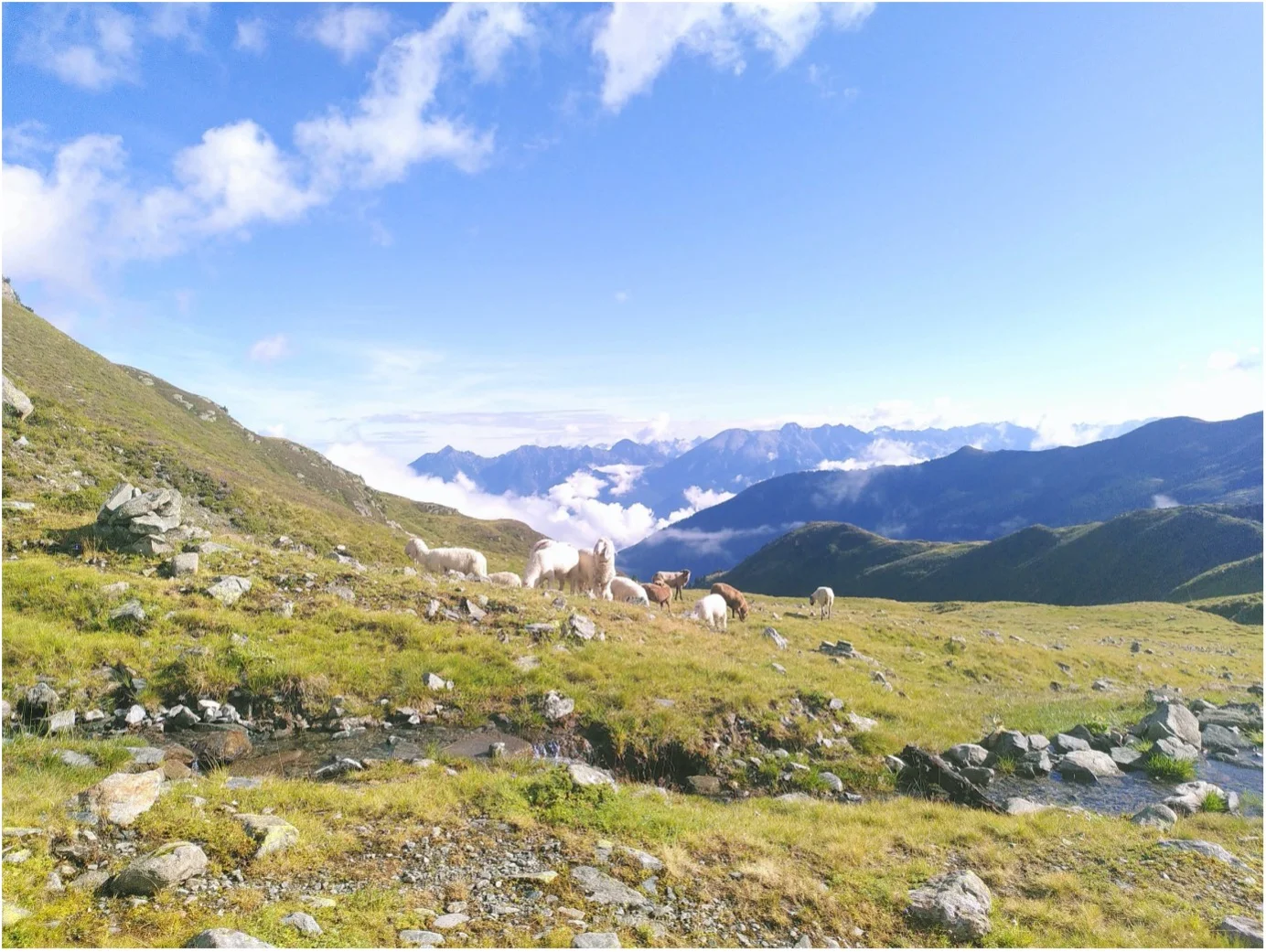 Eine Gruppe Ziegen grast auf einer grünen Almwiese mit Blick auf die umliegenden Berge und Wolken. | © DAV Dortmund