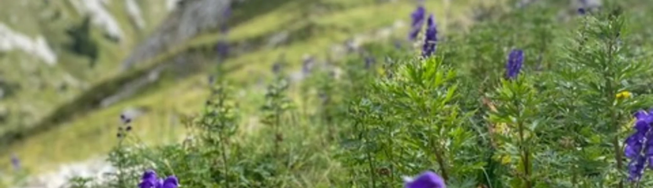 Lila Blumen im Vordergrund mit steilen Felsen im Hintergrund. | © KD Schüler 