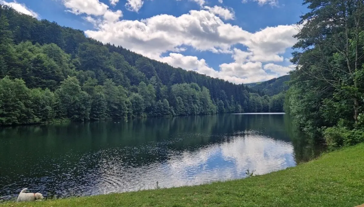 Ein ruhiger Waldsee mit spiegelnder Wasseroberfläche an einem sonnigen Tag, umgeben von dichten grünen Bäumen. Ein Hund liegt links am Ufer. | © DAV Dortmund