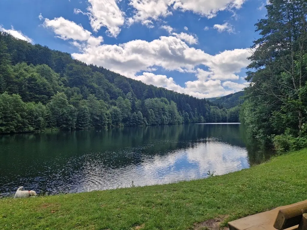 Ein ruhiger Waldsee mit spiegelnder Wasseroberfläche an einem sonnigen Tag, umgeben von dichten grünen Bäumen. Ein Hund liegt links am Ufer. | © DAV Dortmund