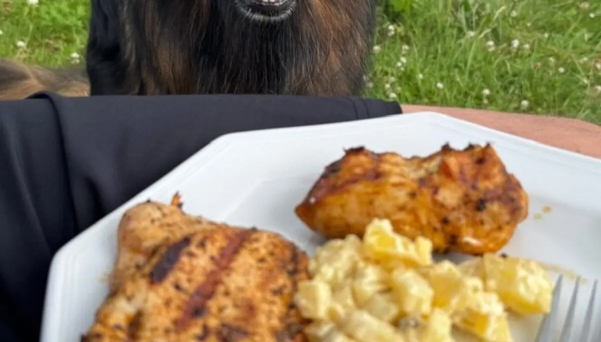 Ein schwarz-brauner Hund blickt freundlich in die Kamera, im Vordergrund steht ein Teller mit Kartoffelsalat und gegrilltem Fleisch. | © DAV Dortmund