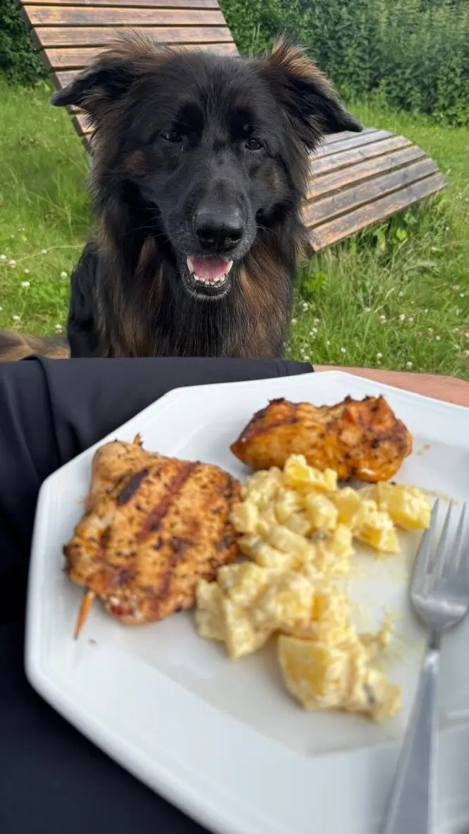 Ein schwarz-brauner Hund blickt freundlich in die Kamera, im Vordergrund steht ein Teller mit Kartoffelsalat und gegrilltem Fleisch. | © DAV Dortmund