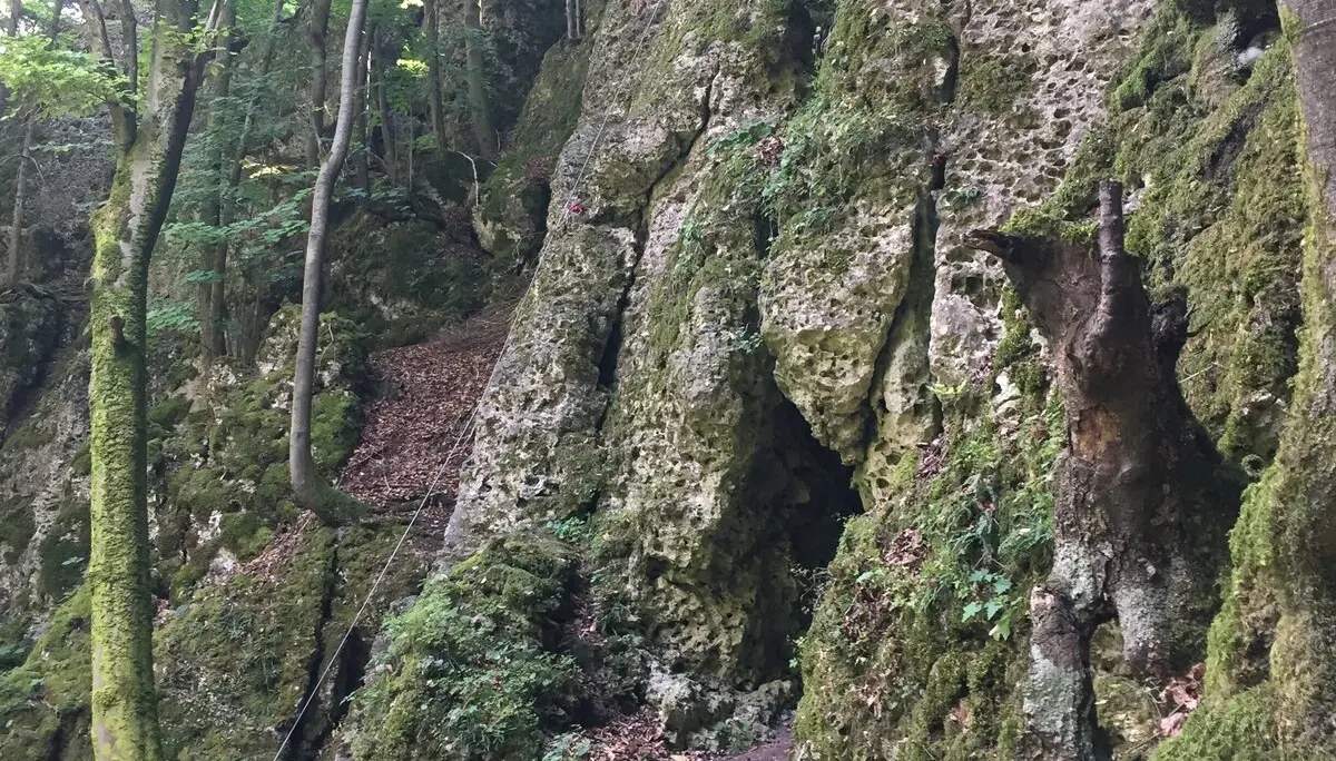 Zwei Personen klettern an einer steilen, moosbewachsenen Felswand im Wald, umgeben von Bäumen. | © DAV Dortmund
