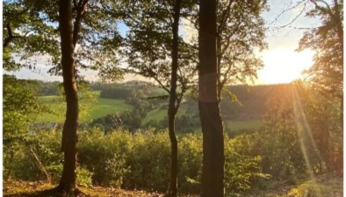 Blick durch Bäume auf hügelige Landschaft bei Sonnenuntergang | © DAV Dortmund