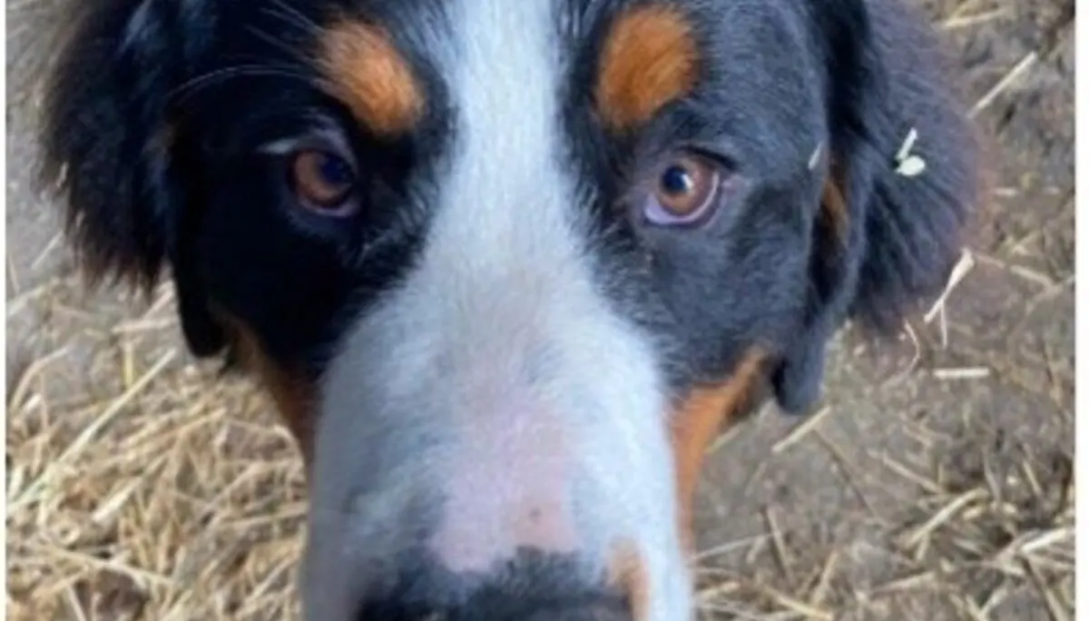 Nahaufnahme eines freundlichen Hundes mit dreifarbigem Fell auf einem Hof. | © DAV Dortmund