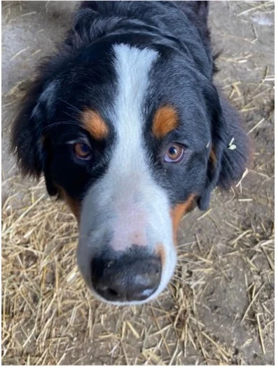 Nahaufnahme eines freundlichen Hundes mit dreifarbigem Fell auf einem Hof. | © DAV Dortmund