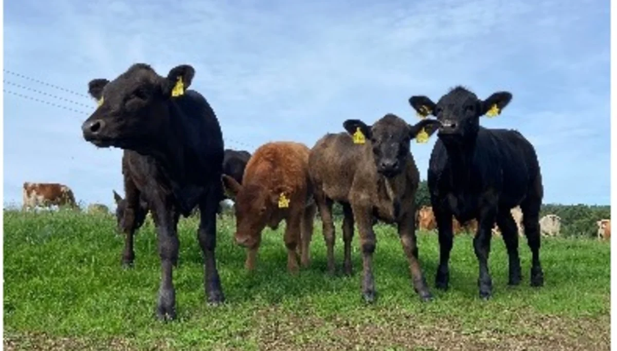 Fünf junge Rinder stehen auf einer grünen Weide und schauen zur Kamera. | © DAV Dortmund