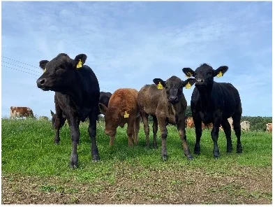 Fünf junge Rinder stehen auf einer grünen Weide und schauen zur Kamera. | © DAV Dortmund