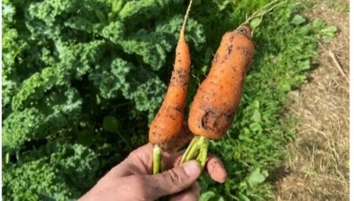 Eine Hand hält zwei frisch geerntete Möhren vor einem grünen Beet. | © DAV Dortmund