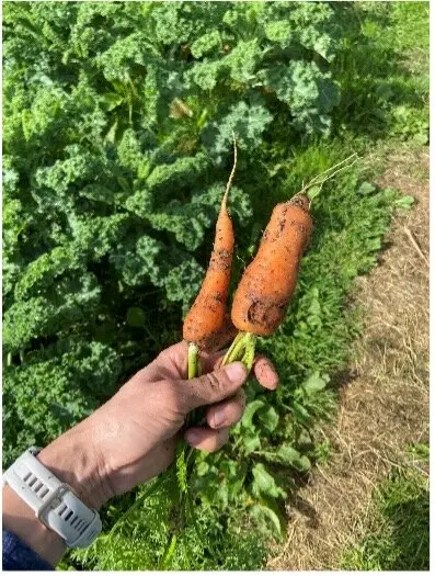 Eine Hand hält zwei frisch geerntete Möhren vor einem grünen Beet. | © DAV Dortmund