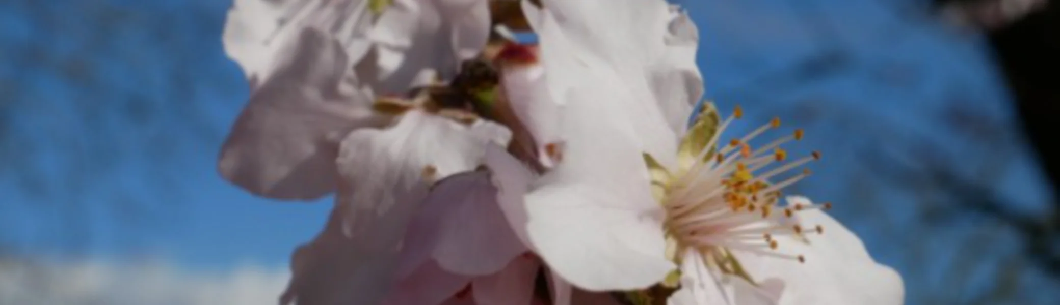 Nahaufnahme blühender Mandelblüten vor blauem Himmel. | © DAV Dortmund