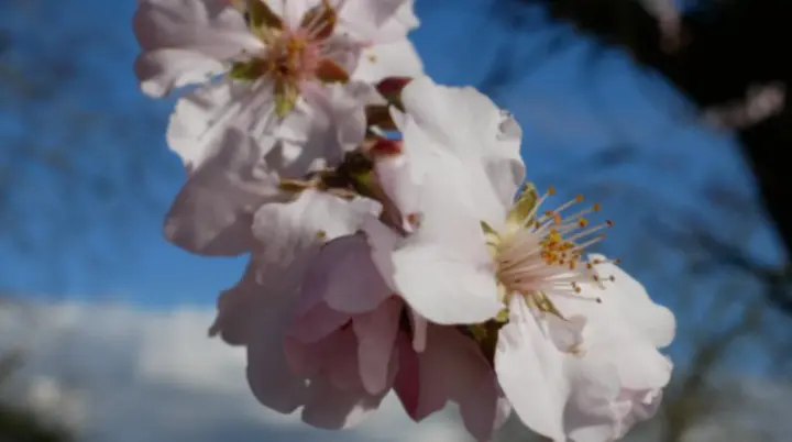 Nahaufnahme blühender Mandelblüten vor blauem Himmel. | © DAV Dortmund