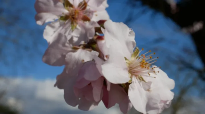 Nahaufnahme blühender Mandelblüten vor blauem Himmel. | © DAV Dortmund