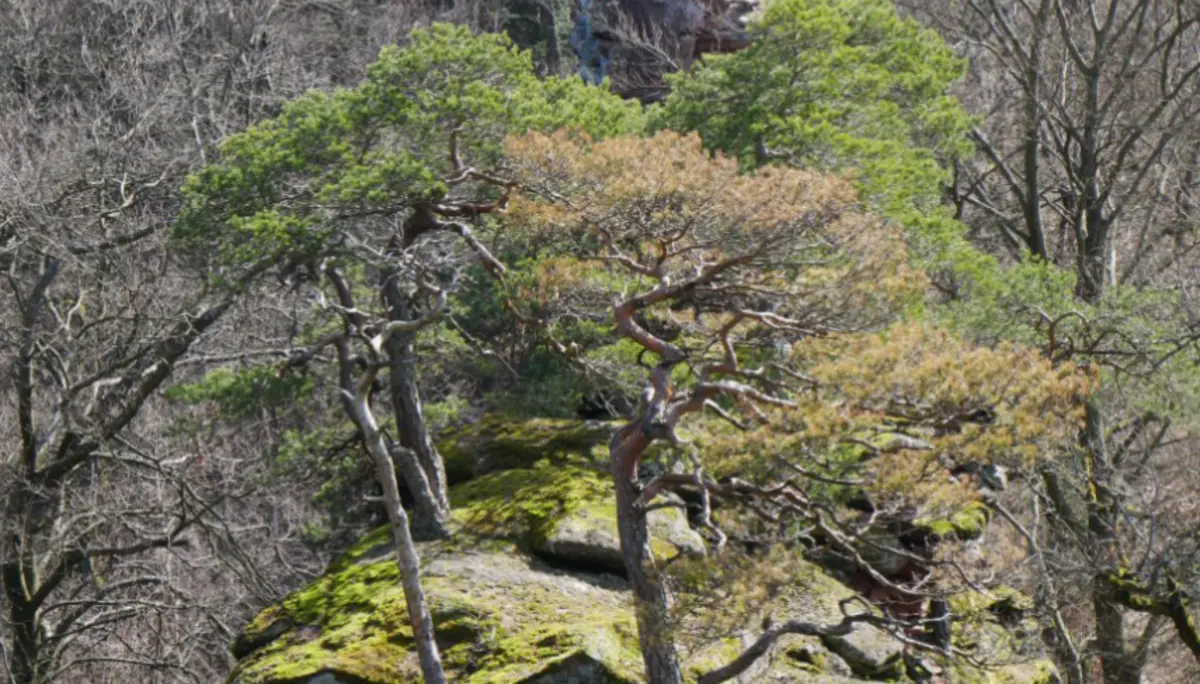 Sandsteinfelsen mit kleinen Kiefern im Frühjahr im Pfälzerwald. | © DAV Dortmund