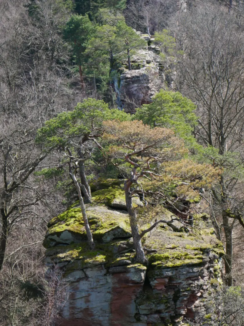 Sandsteinfelsen mit kleinen Kiefern im Frühjahr im Pfälzerwald. | © DAV Dortmund