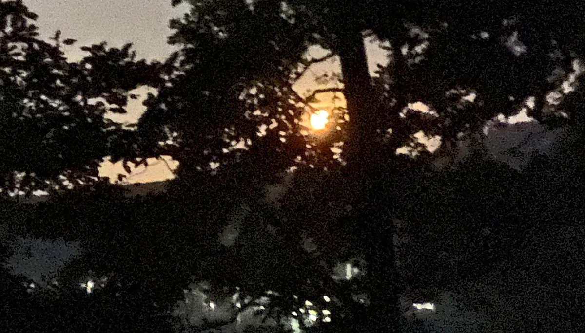 Eine tiefstehende Sonne leuchtet durch das Blätterdach eines Waldes in der Abenddämmerung. | © DAV Dortmund