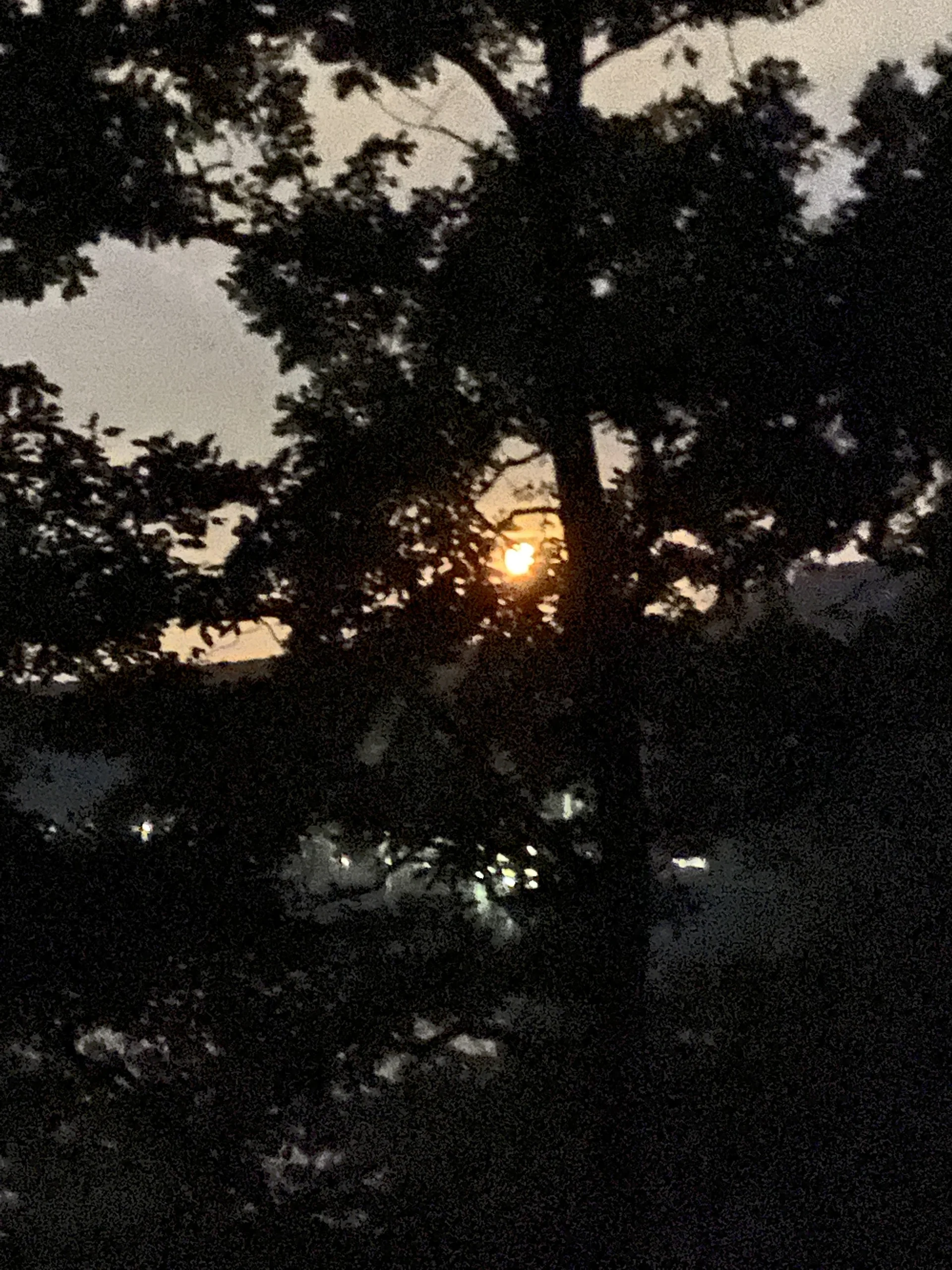 Eine tiefstehende Sonne leuchtet durch das Blätterdach eines Waldes in der Abenddämmerung. | © DAV Dortmund