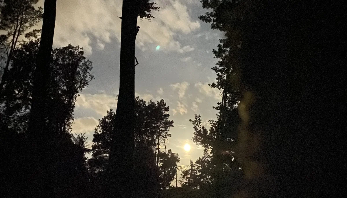 Die Sonne scheint durch hohe Bäume, umgeben von dunklem Wald bei Dämmerung. | © DAV Dortmund