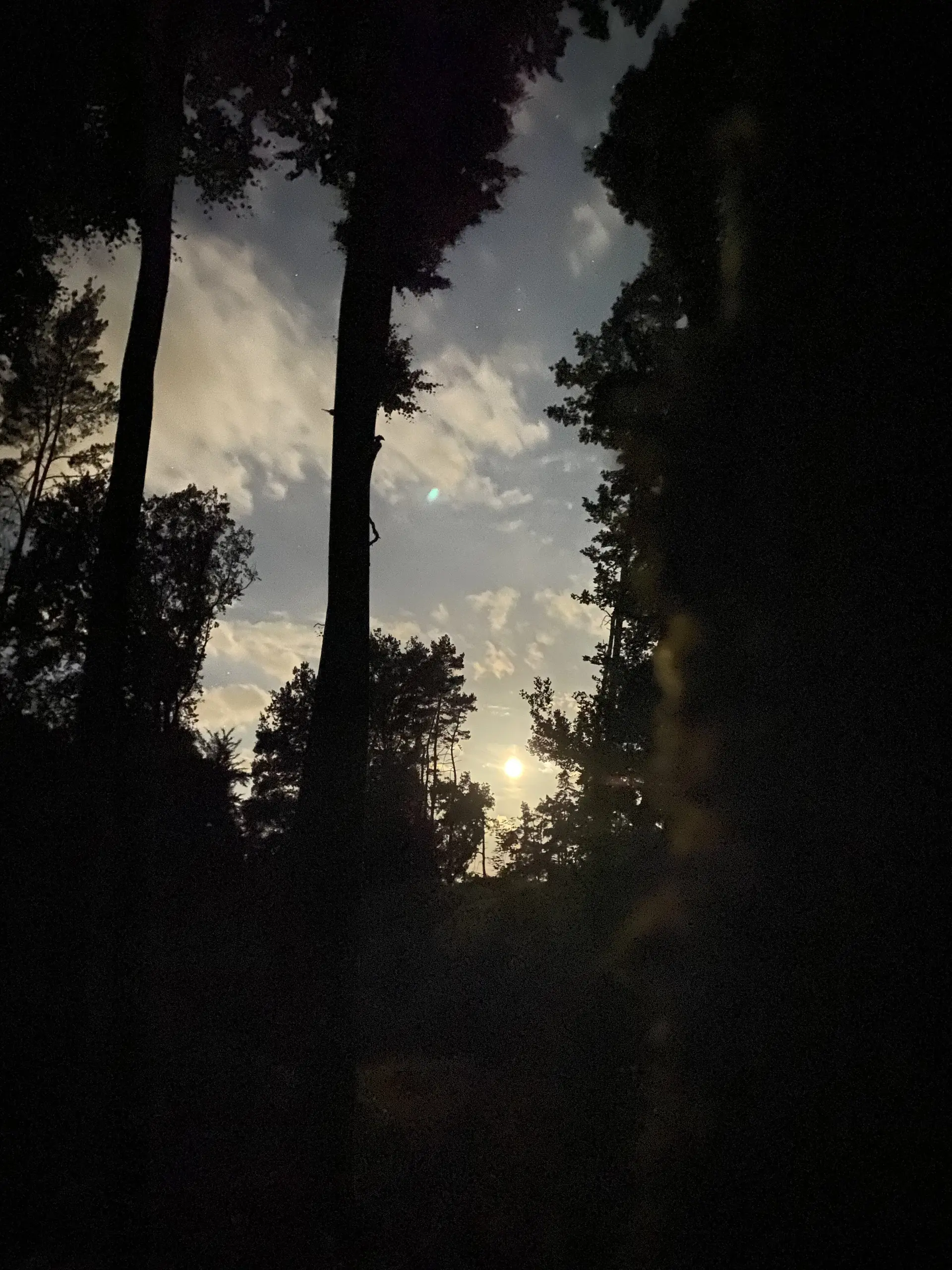 Die Sonne scheint durch hohe Bäume, umgeben von dunklem Wald bei Dämmerung. | © DAV Dortmund