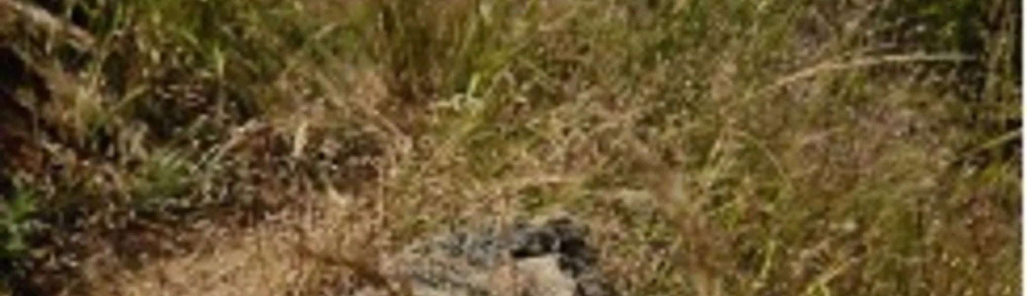 Ein markierter Stein mit rotem Hintergrund und weißem Symbol zeigt den Wanderwegverlauf in einer trockenen Landschaft. | © DAV Dortmund