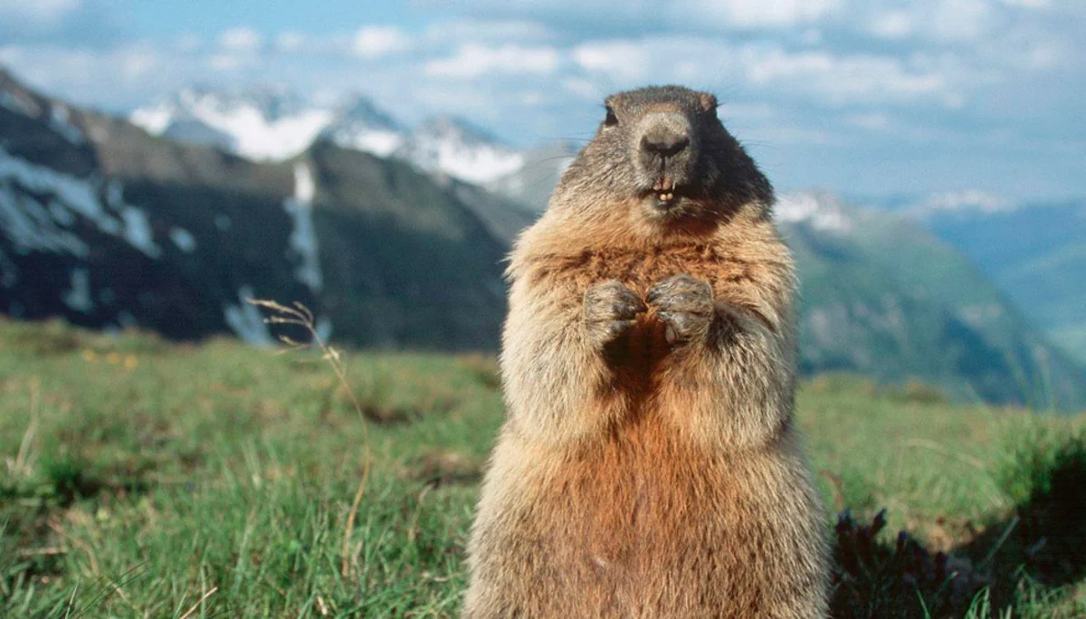 Ein Murmeltier steht aufrecht auf einer Wiese mit schneebedeckten Bergen im Hintergrund. | © DAV Dortmund