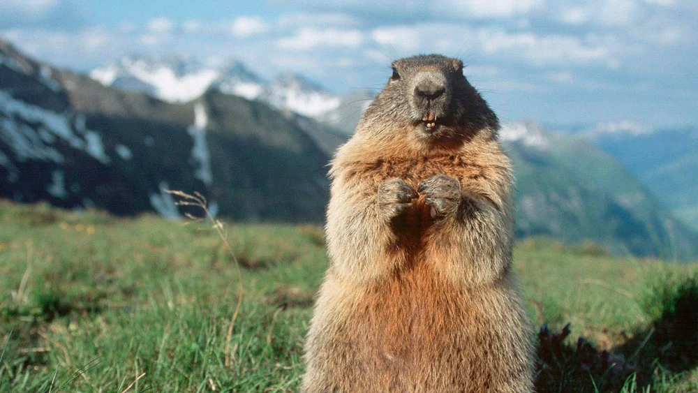 Ein Murmeltier steht aufrecht auf einer Wiese mit schneebedeckten Bergen im Hintergrund. | © DAV Dortmund