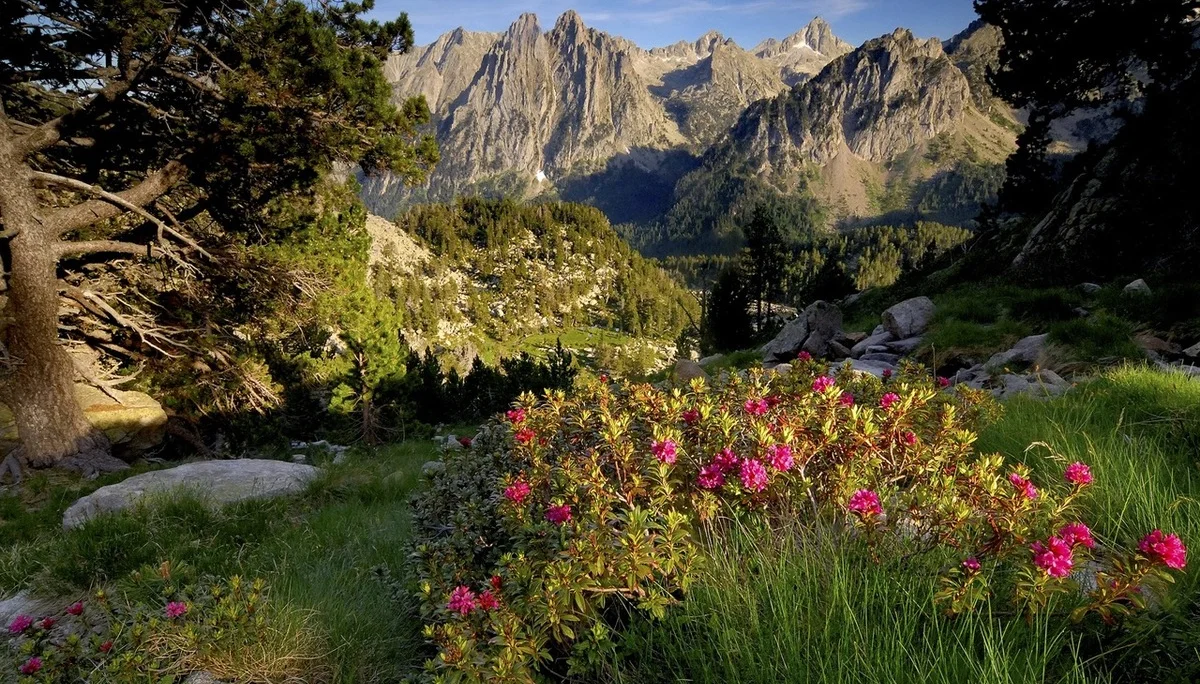Alpenrosen blühen auf einer Wiese mit Blick auf schroffe Berggipfel im Abendlicht. | © DAV Dortmund