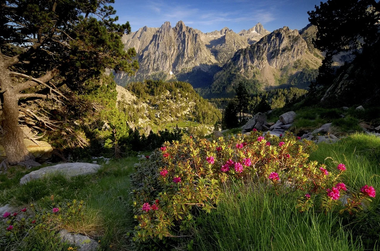 Alpenrosen blühen auf einer Wiese mit Blick auf schroffe Berggipfel im Abendlicht. | © DAV Dortmund