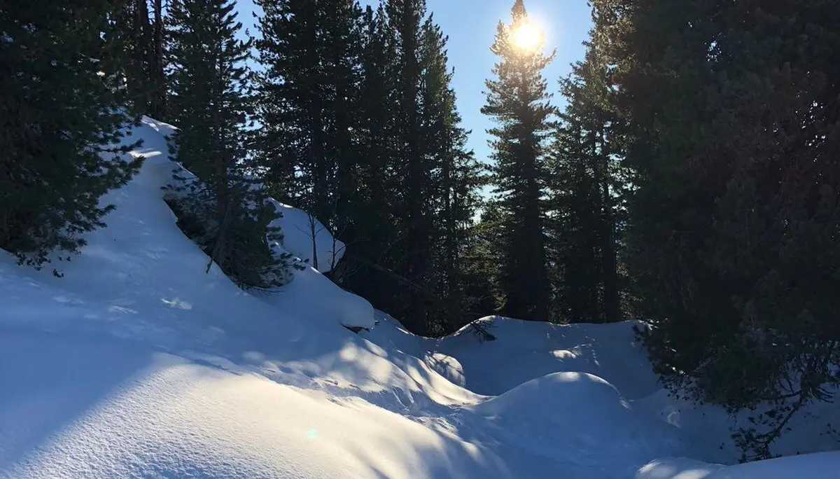 Tief verschneiter Pfad zwischen Tannen, im Hintergrund scheint die Sonne durch die Bäume. | © DAV Dortmund