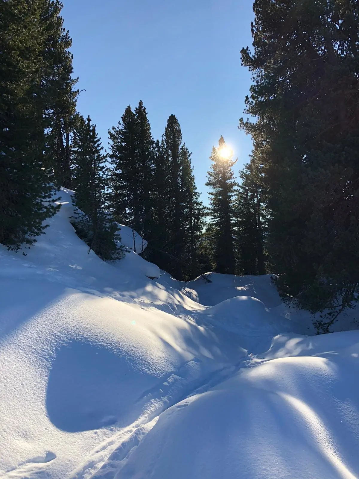 Tief verschneiter Pfad zwischen Tannen, im Hintergrund scheint die Sonne durch die Bäume. | © DAV Dortmund