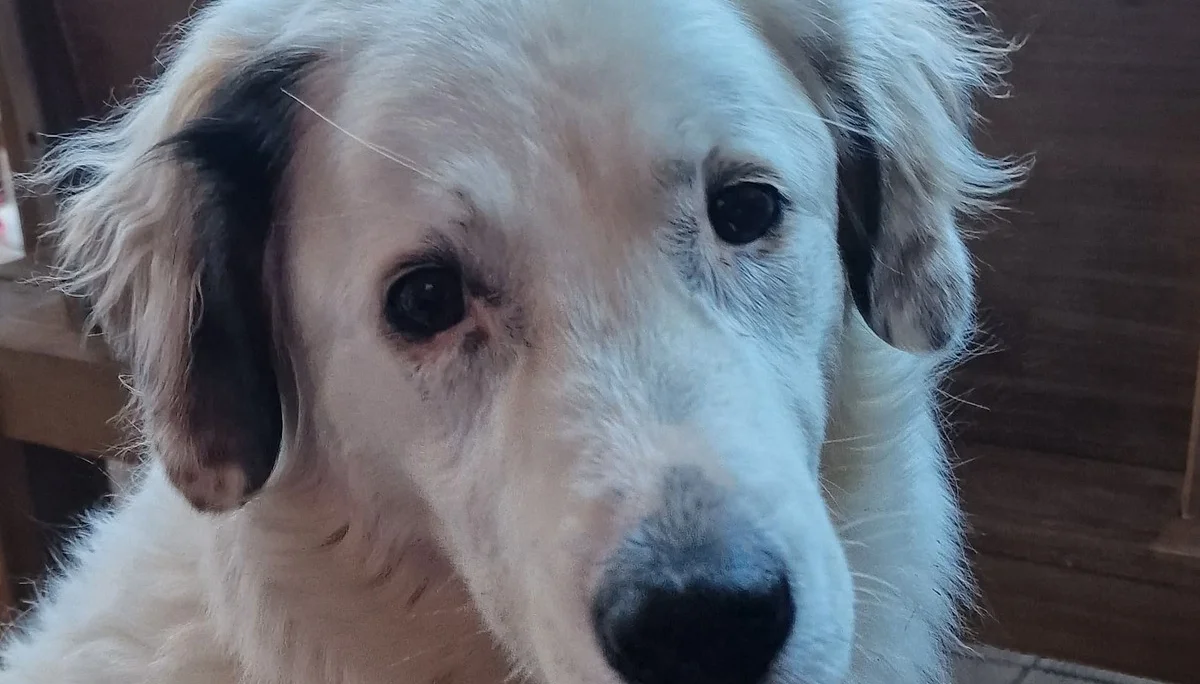 Ein weißer Hund mit treuem Blick sitzt auf einer Holzterrasse vor winterlicher Kulisse. | © DAV Dortmund