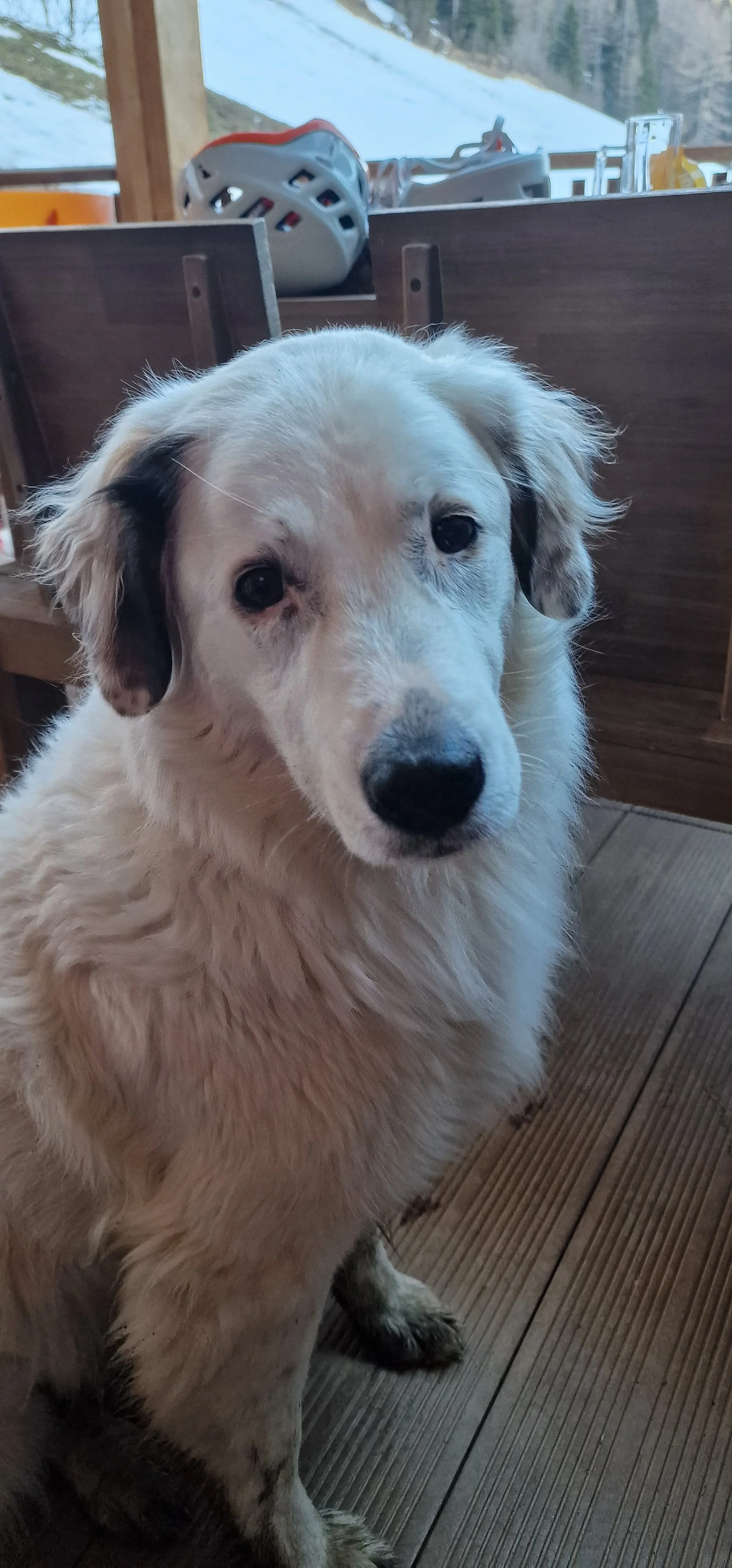 Ein weißer Hund mit treuem Blick sitzt auf einer Holzterrasse vor winterlicher Kulisse. | © DAV Dortmund