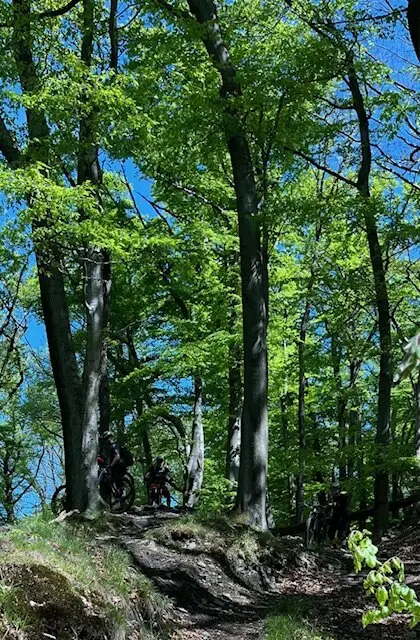 Mehrere Personen mit Fahrrädern stehen im Schatten hoher Laubbäume auf einem wurzelreichen Waldweg. | © DAV Dortmund
