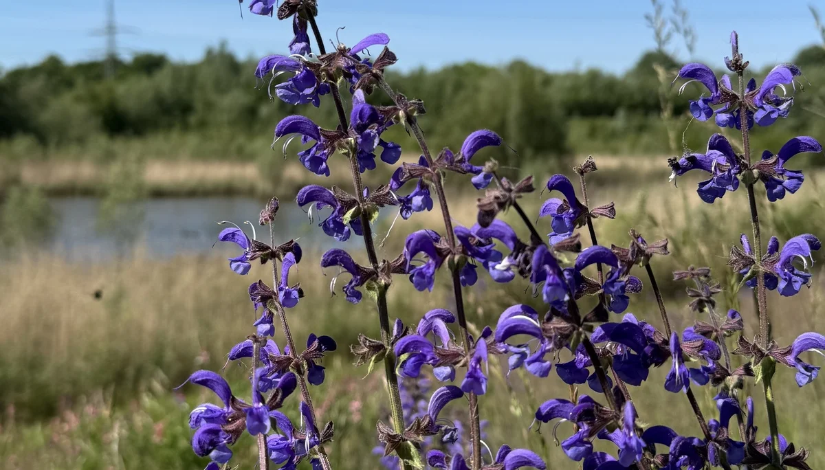Lila Wildblumen vor einem Teich, im Hintergrund Wiese und Bäume unter klarem Himmel. | © DAV Dortmund
