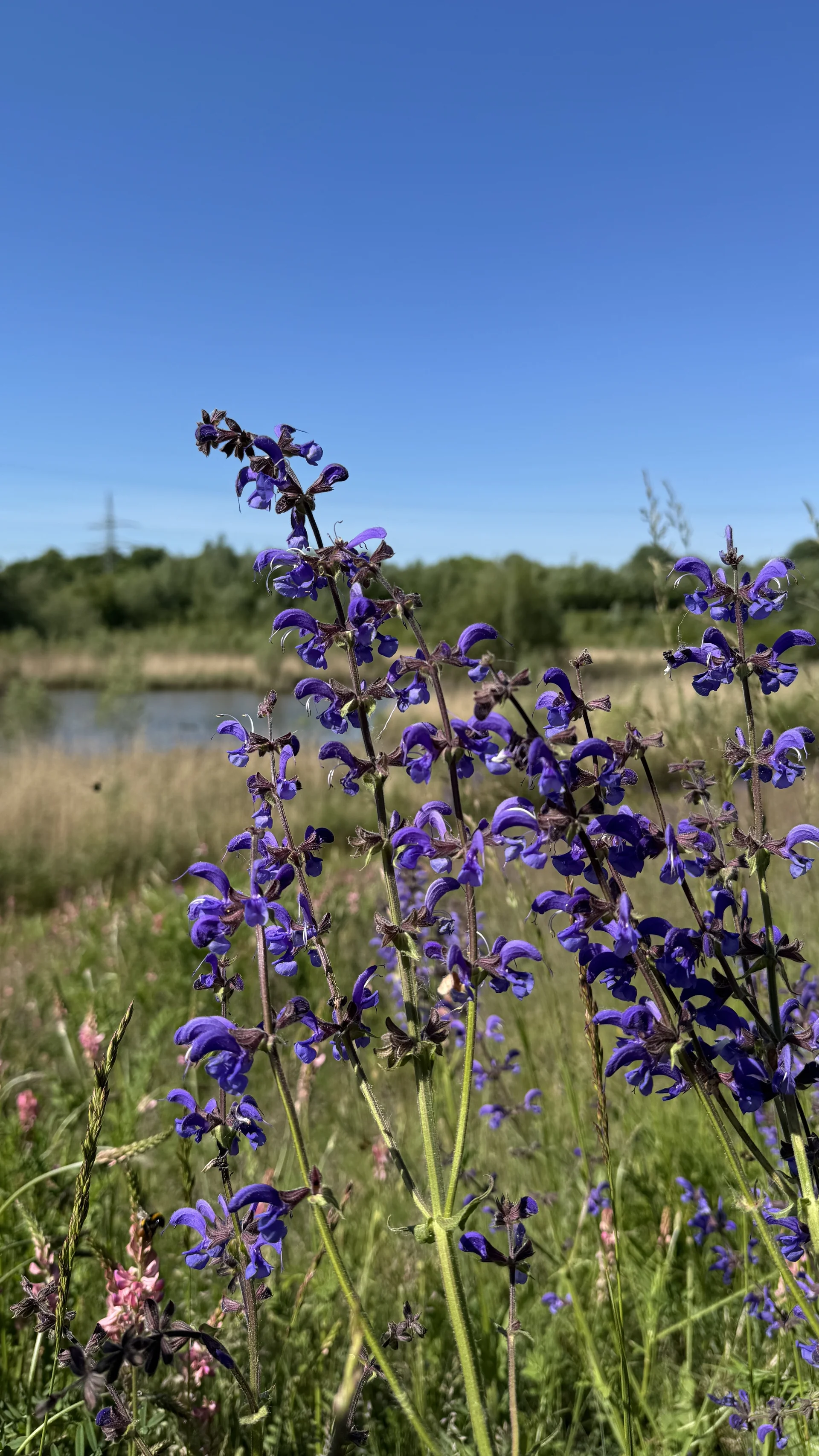 Lila Wildblumen vor einem Teich, im Hintergrund Wiese und Bäume unter klarem Himmel. | © DAV Dortmund