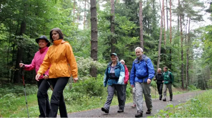 Eine Gruppe älterer Menschen wandert entspannt auf einem breiten Waldweg. | © DAV Dortmund