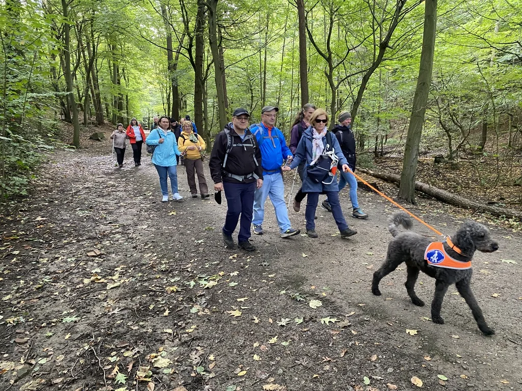 Eine Wandergruppe wird von einem Blindenführhund mit orangefarbener Weste auf einem Waldweg begleitet. | © DAV Dortmund
