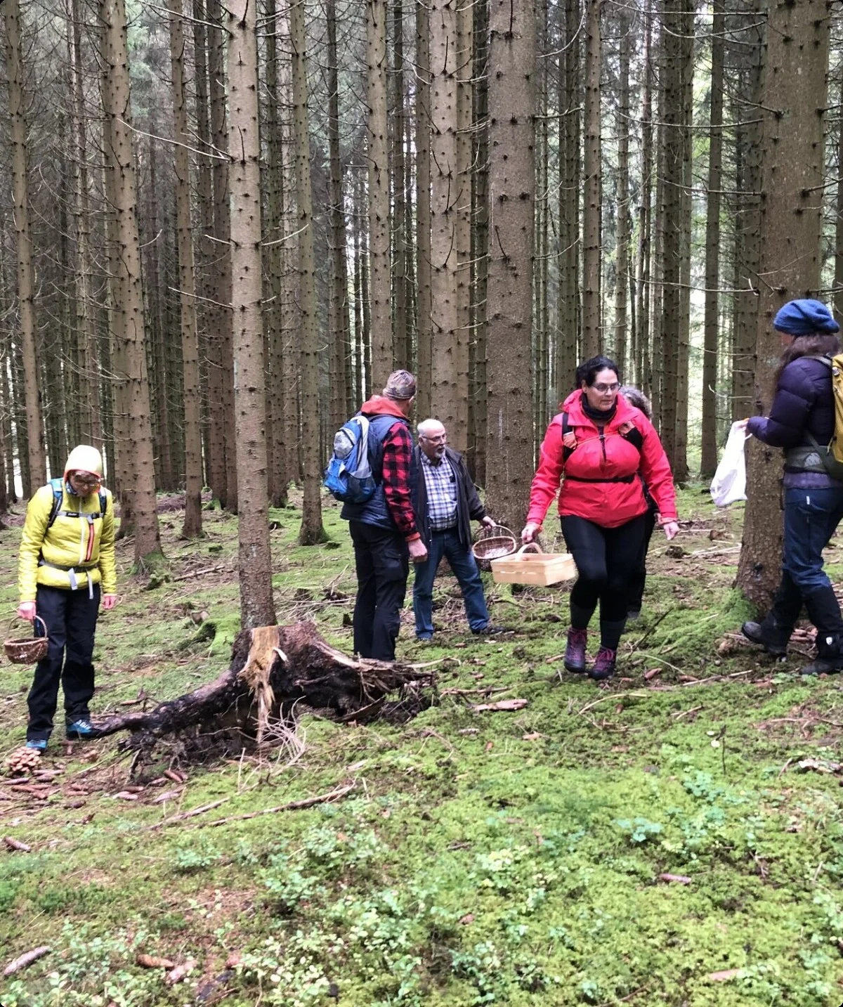 Sechs Personen suchen Pilze auf dem Waldboden zwischen hohen Nadelbäumen. | © DAV Dortmund