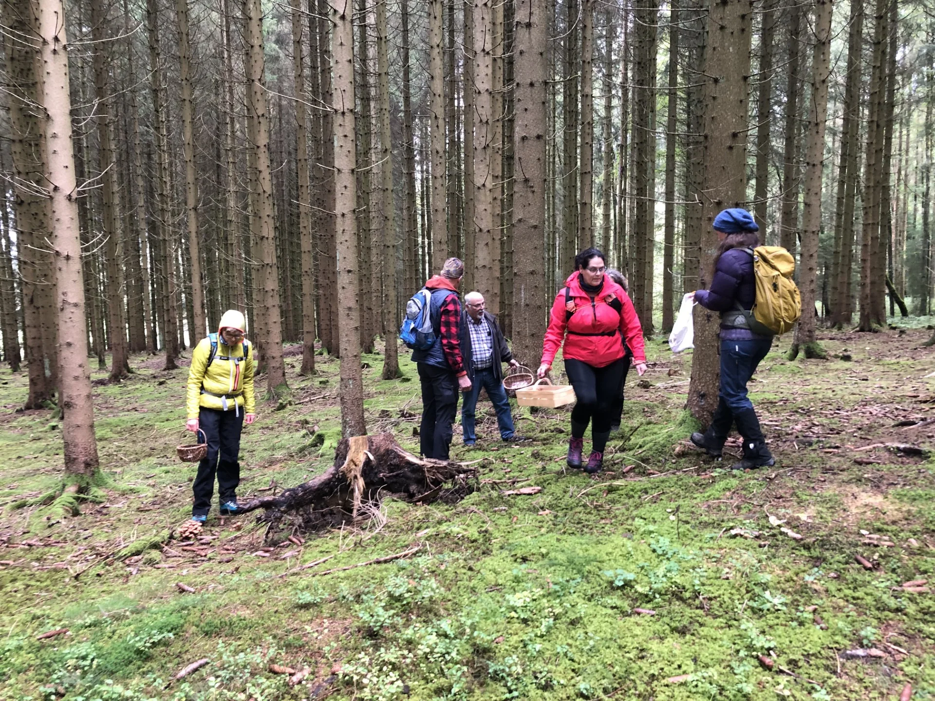 Sechs Personen suchen Pilze auf dem Waldboden zwischen hohen Nadelbäumen. | © DAV Dortmund