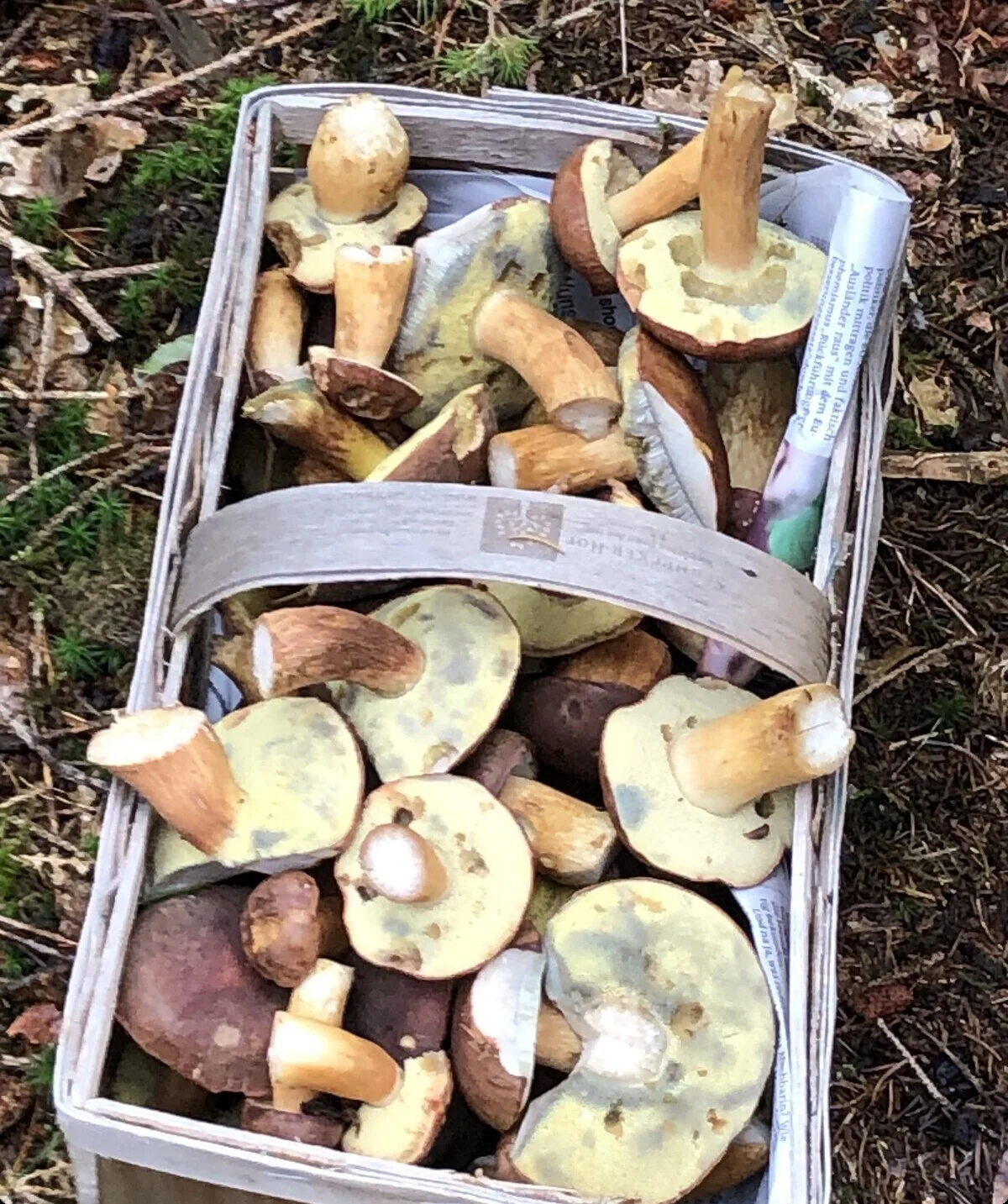 Ein geflochtener Korb ist mit verschiedenen gesammelten Waldpilzen gefüllt. | © DAV Dortmund