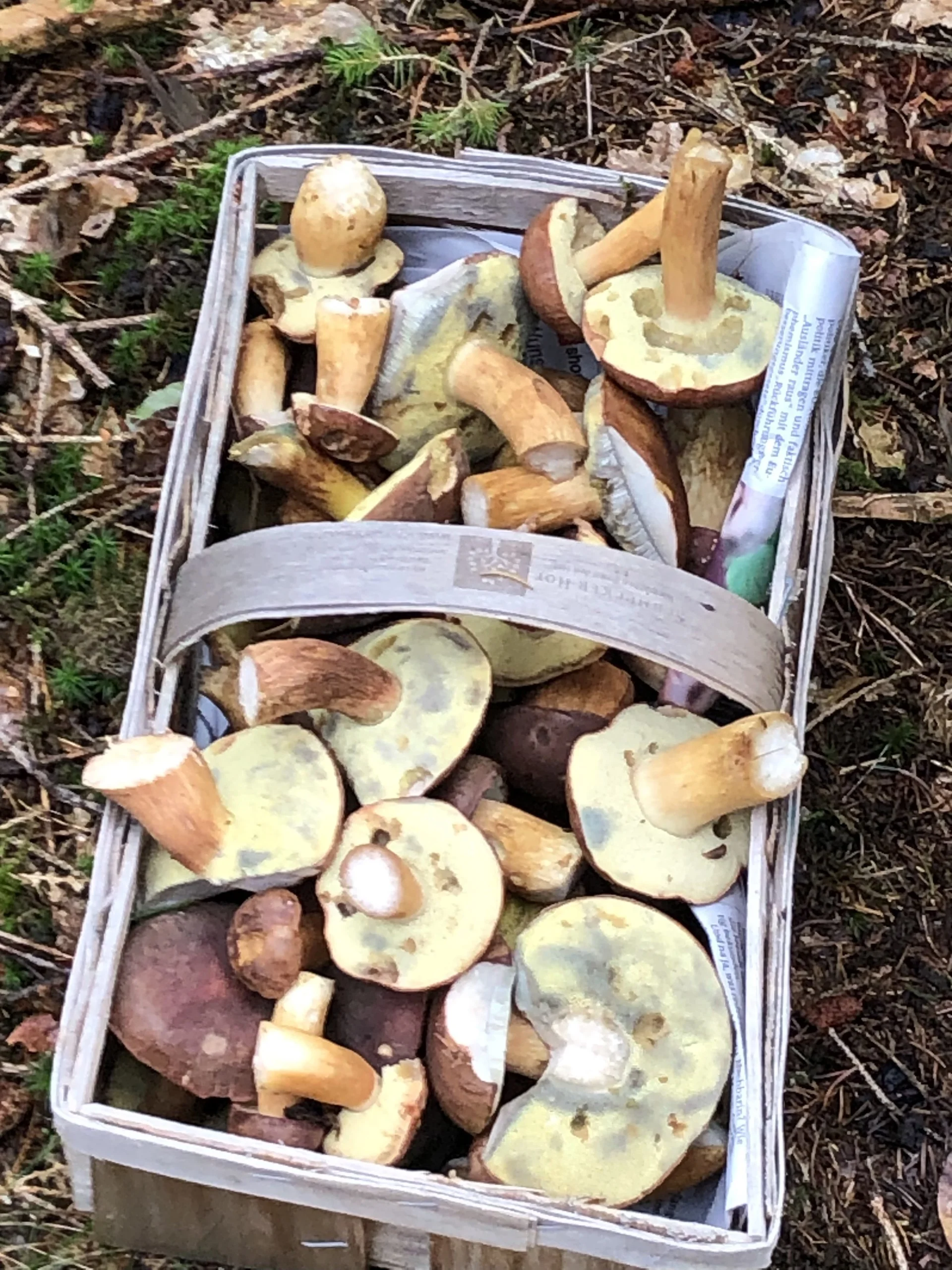 Ein geflochtener Korb ist mit verschiedenen gesammelten Waldpilzen gefüllt. | © DAV Dortmund