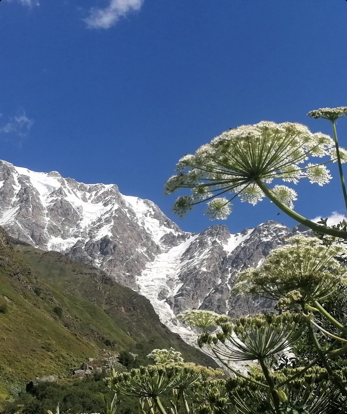 Weiße Wiesenblumen im Vordergrund, dahinter grüne Hänge und schneebedeckte Berggipfel unter blauem Himmel | © DAV Dortmund