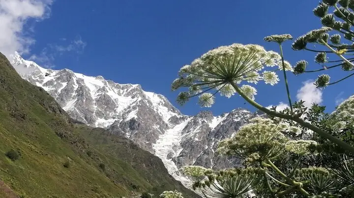 Weiße Wiesenblumen im Vordergrund, dahinter grüne Hänge und schneebedeckte Berggipfel unter blauem Himmel | © DAV Dortmund