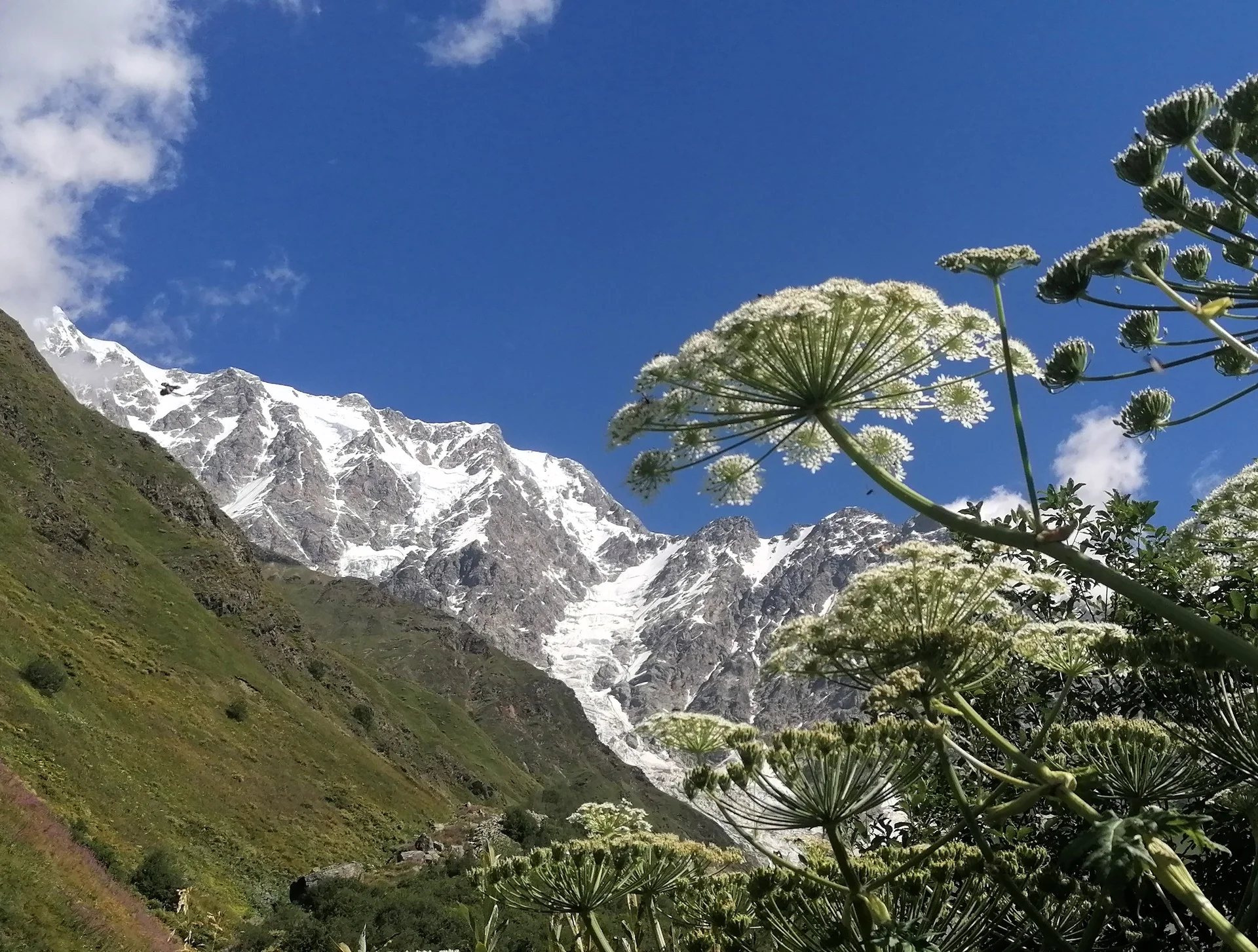 Weiße Wiesenblumen im Vordergrund, dahinter grüne Hänge und schneebedeckte Berggipfel unter blauem Himmel | © DAV Dortmund