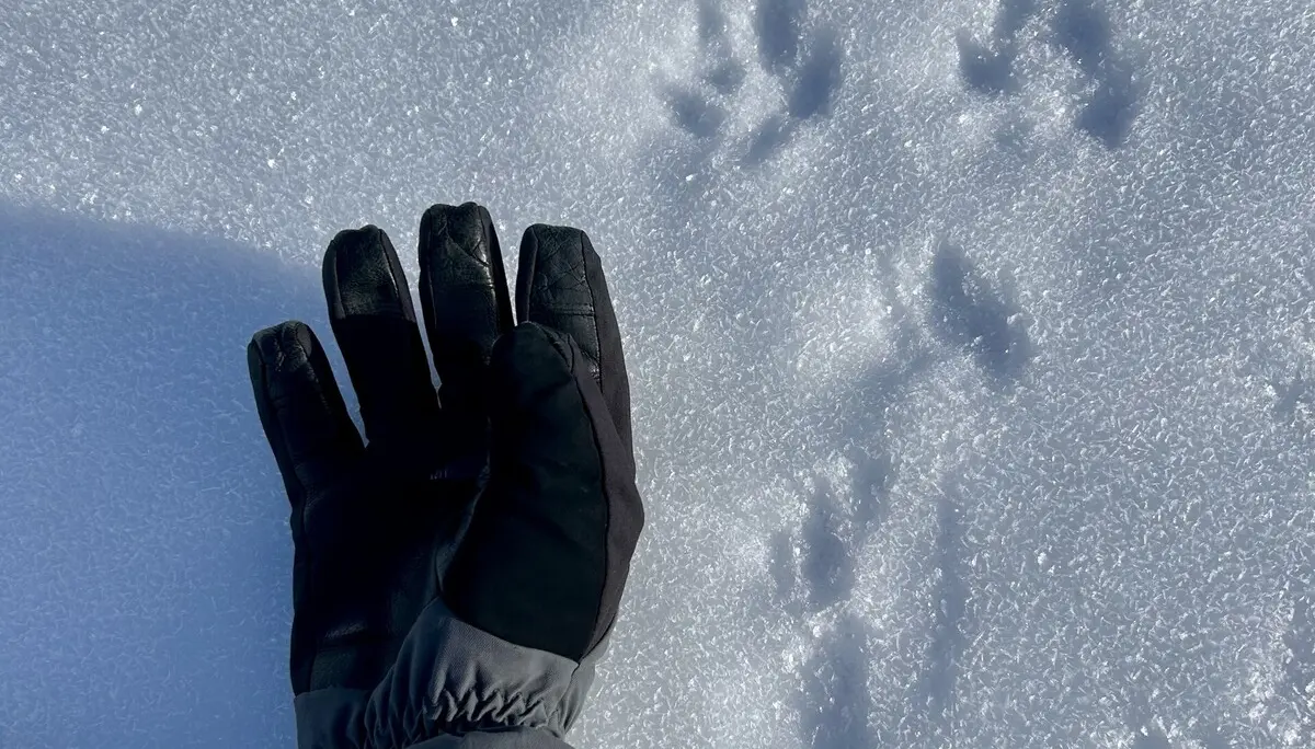 Tierspuren im Schnee mit Handschuh daneben | © DAV Dortmund